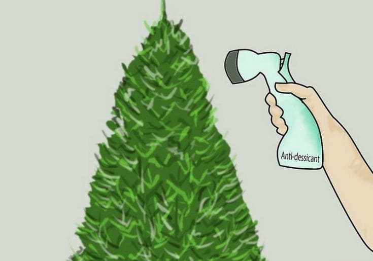 Árbol de navidad natural: ¿Cómo cuidarlo? Cuidados pino natural