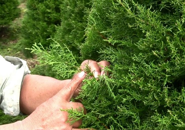 Consejos cuidados árbol de navidad natural