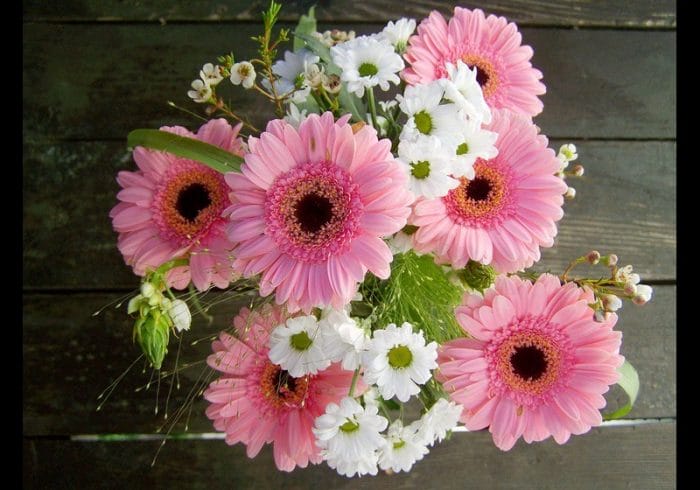 Regalar gerberas 14 de febrero