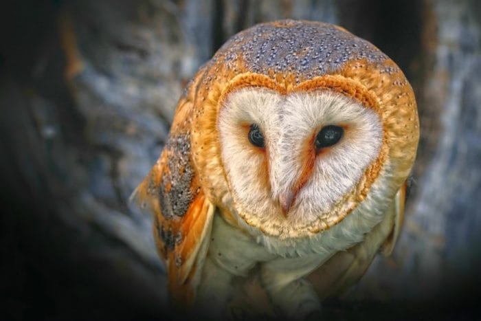 Horóscopo maya: Lechuza ¿qué significa?