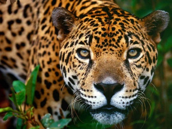 Horóscopo maya: Jaguar ¿qué significa?
