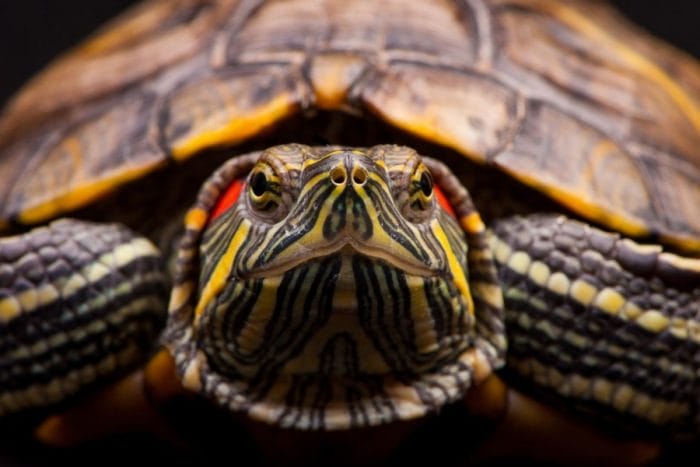 Horóscopo maya: Tortuga. ¿qué significa?